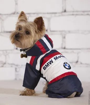 Картина на холсте 60x110 Альянс Лес \"BMW Собака dog E30\" на подрамнике /  интерьер/ декор — купить в интернет-магазине по низкой цене на Яндекс  Маркете