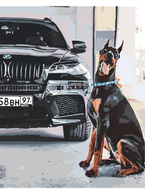 Фотографии и собака) — BMW X5 (E53), 3 л, 2003 года | фотография | DRIVE2