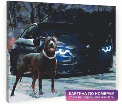 Избивший на Тюменском тракте собаку водитель BMW оказался известным  блогером | 31.07.2023 | Нижний Тагил - БезФормата