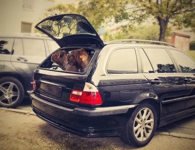 гифки :: машина :: BMW :: поворотник :: собака - JoyReactor