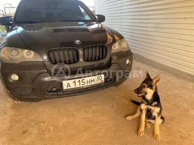 Собака едет на BMW X5 чёрном» — создано в Шедевруме