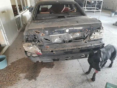 Картина по номерам 40х50 Собаки и авто. Доберман и БМВ Х5 МыРисуем  167725420 купить за 915 ₽ в интернет-магазине Wildberries