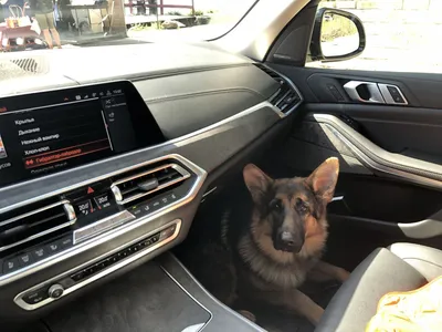 💙Покорители снега и ваших сердец:... - BMW Автомобили Баварии | Facebook