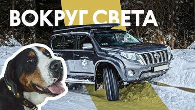 7 лайфхаков для поездок с собаками