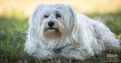 Гаванская болонка (Havana Silk Dog) (Породы собак) болонка собака, порода собак  болонка, гаванская болонка фото, купить гаванскую болонку, гаванский бишон,  гаванский бишон фото, щенки гаванского бишона Энциклопедия о животных  EGIDA.BY