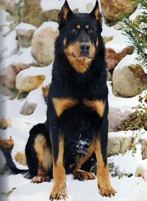 Босерон (Beauceron) - это умная, активная и очень смелая порода собак.  Фото, описание и отзывы.