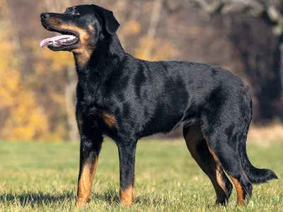 Босерон: описание породы, 🐕 характеристики собаки, характер, уход, фото -  ГульДог