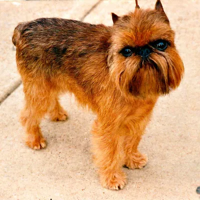 Брюссельский гриффон (Brussels Griffon) - это веселая, дружелюбная и  немного капризная порода собак. Фото, описание и отзывы.