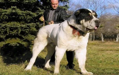 🐶Самые известные крупные собаки: Айкама Зорба, Зевс и Бульдозер | Собачье  дело | Дзен