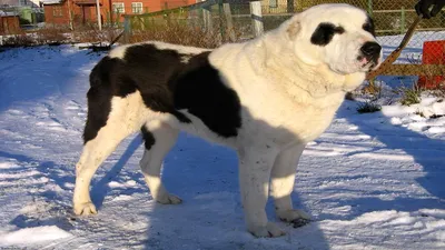 🐶Самые известные крупные собаки: Айкама Зорба, Зевс и Бульдозер | Собачье  дело | Дзен