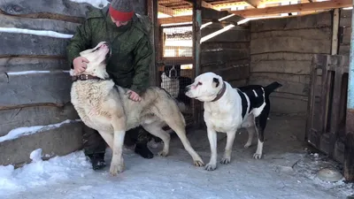 ВЭД Бульдозер | Тибет