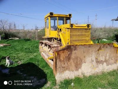 🐶Самые известные крупные собаки: Айкама Зорба, Зевс и Бульдозер | Собачье  дело | Дзен