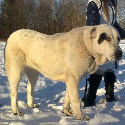 Питомник ОЛИМП город Шымкент🇰🇿 on Instagram: \"Бульдозер 🔥Подписывайтесь  любители крупных пород собак Тобетов САО и КВ. Лучшие собаки СНГ и Мира у  нас на странице 🔥👉@kutya_bestdogs_17👈🔥 #cao #russia #kazakhstan #азиат  #centralasianshepherd #狗 #