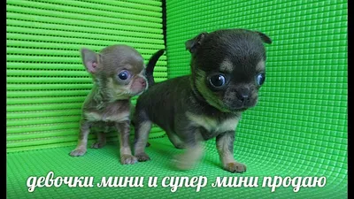 Мини Чихуахуа