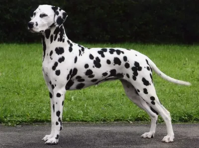 Pin by Magic In Picture on Dalmatin | Dalmatian, Dog breeds, Dog activities