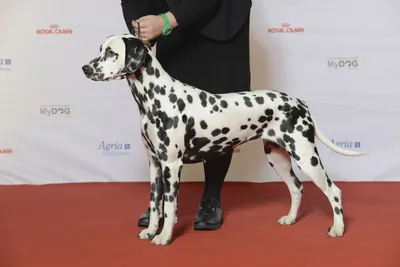 Далматин (Dalmatians) - это очень активная, сильная и выносливая порода  собак. Описание собаки, фото, отзывы.