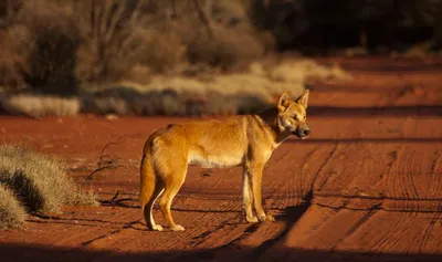 Динго (Australian native dog) (Породы собак) собака динго, австралийский  динго, австралийская собака динго, австралийская дикая собака динго,  австралийская динго фото, породы собак, собаки фото Энциклопедия о животных  EGIDA.BY