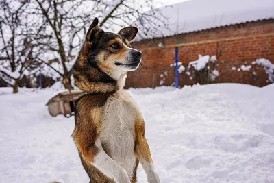 Собака друг человека