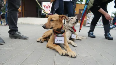 Муниципальное автономное дошкольное образовательное учреждение города  Нефтеюганска «Детский сад №20 «Золушка» | Собака - друг человека