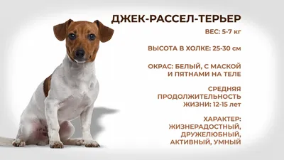 JACK RUSSELL TERRIER | Джек рассел терьер, Джек рассел, Терьер