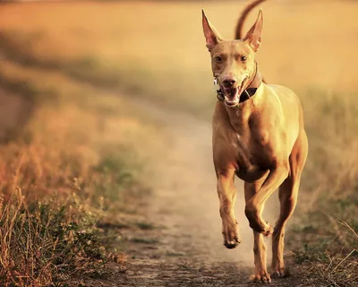 Фараонова собака (Pharaoh Hound) - небольшая, активная и умная порода собак.  Описание, фото и отзывы о породе.