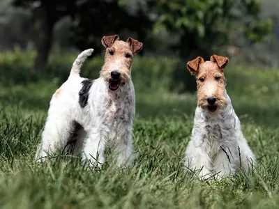 ФОКСТЕРЬЕР | Happy Dogs | Дзен