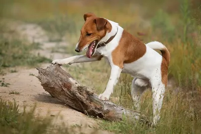 ФОКСТЕРЬЕР | Happy Dogs | Дзен