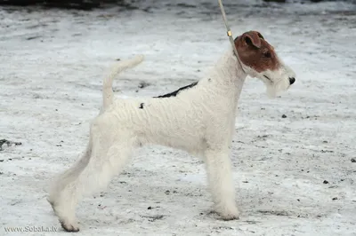 Fox terrier Стоковые фотографии, картинки, все без лицензионных отчислений  - Envato Elements