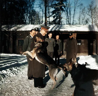 Собака гитлера фото фотографии