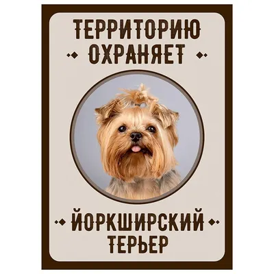 Бивер-йоркширский терьер: все о собаке, фото, описание породы, характер,  цена