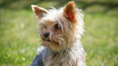 Йоркширский терьер (Yorkshire Terrier) – фото, описание породы, стрижка и  одежда, отзывы владельцев