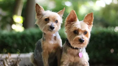 йоркширский терьер, yorkshire terrier,cute dog,my bby | Йоркширский терьер,  Терьер, Собаки