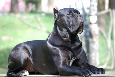 Какая нужна будка Кане Корсо (cane corso)?