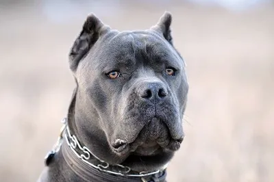 Щенки Кане Корсо - Kennel Cane Corso | Kyiv