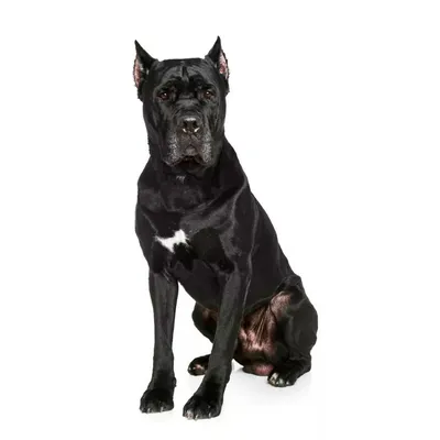 Какая нужна будка Кане Корсо (cane corso)?