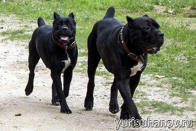 Кане Корсо cane corso | Кане корсо, Фотографии собак, Большие собаки