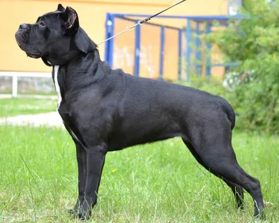 Кане корсо (Cane Corso) – это бесстрашная и очень преданная порода собак.  Описание, фото, отзывы владельцев.