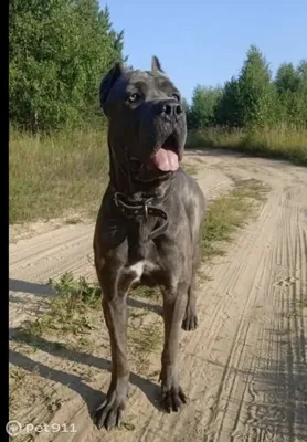 Щенки Кане Корсо - Kennel Cane Corso | Kyiv