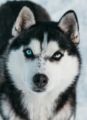 Собака Хаски найдена в лесу, Каштак, Забайкальский край | Pet911.ru