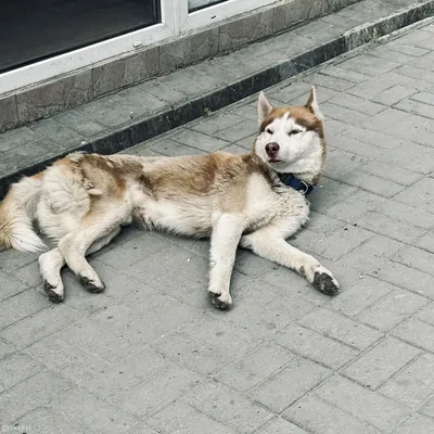 Ну собака хаски шестой год жизни, …» — создано в Шедевруме