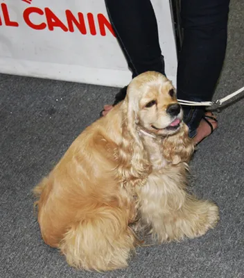 Психолог и «дом» за полмиллиона | TopDog - Международные выставки собак