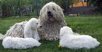 Комондор (Komondor) - это большая, храбрая и преданная порода собак. Фото,  отзывы и описание.