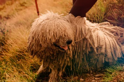 Файл:Komondor IMG 0329.JPG — Википедия