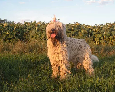 Комондор (Komondor) - это большая, храбрая и преданная порода собак. Фото,  отзывы и описание.