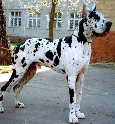 Немецкий дог | Great dane dogs, Dane dog, Dane puppies