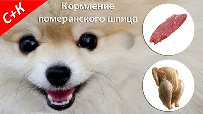 Кавалер Король Чарльз И Pomeranian — стоковые фотографии и другие картинки  Померанский шпиц - Померанский шпиц, Собака, Горизонтальный - iStock