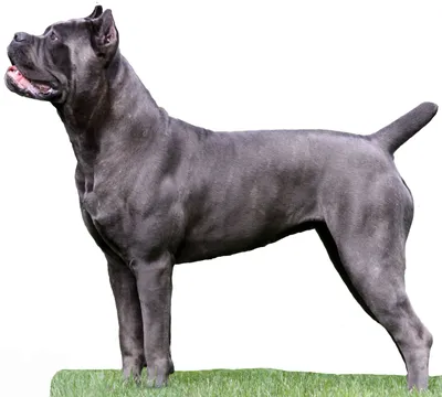 Какая нужна будка Кане Корсо (cane corso)?