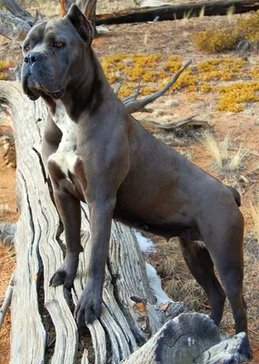 Кане-Корсо, Cane Corso