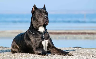 Какая нужна будка Кане Корсо (cane corso)?