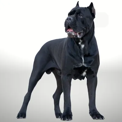 Кане Корсо cane corso | Кане корсо, Фотографии собак, Большие собаки